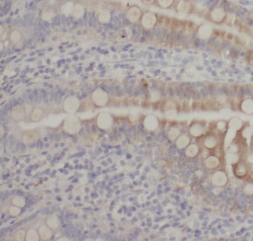 SIDT1 Antibody - BSA Free