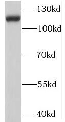 SHROOM1 Antibody - BSA Free