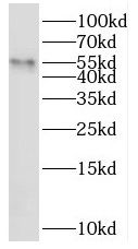 SHE Antibody - BSA Free