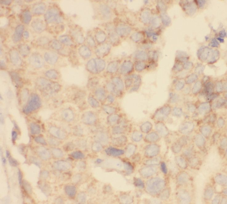 SHE Antibody - BSA Free