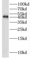 SHD Antibody - BSA Free