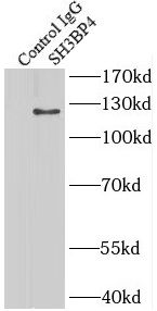SH3BP4 Antibody - BSA Free