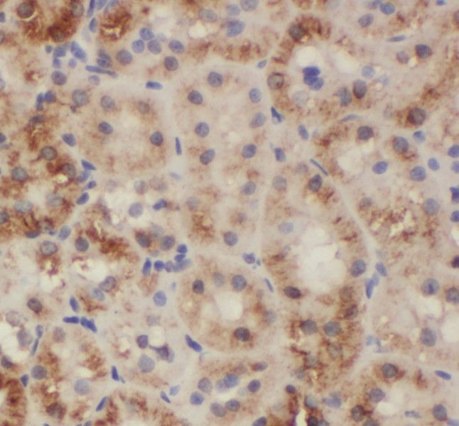 SH2D1B Antibody - BSA Free