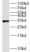 CCDC101 Antibody - BSA Free