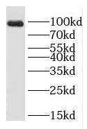 SGEF Antibody - BSA Free