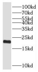 SFT2D3 Antibody - BSA Free