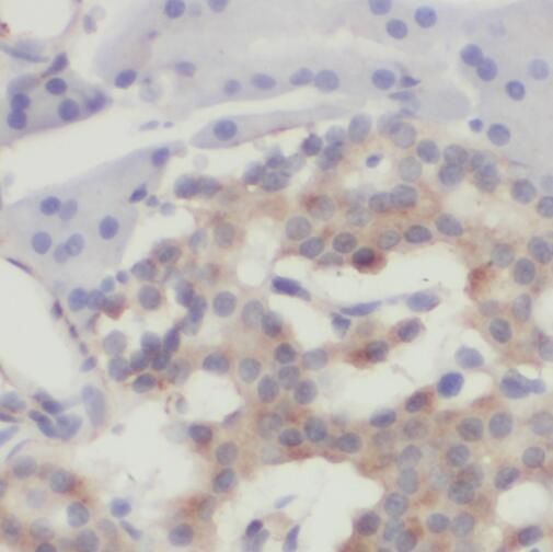 SFT2D3 Antibody - BSA Free