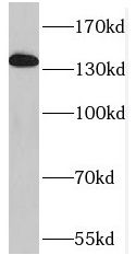 SFRS8 Antibody - BSA Free