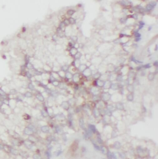 SFRS14 Antibody - BSA Free