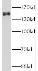 SFI1 Antibody - BSA Free