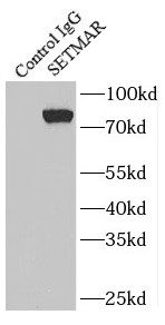 SETMAR Antibody - BSA Free