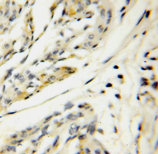 SERP1 Antibody - BSA Free