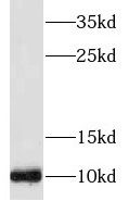 SERP1 Antibody - BSA Free