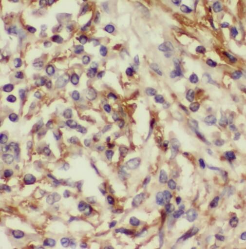SERINC3 Antibody - BSA Free