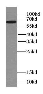 SERINC2 Antibody - BSA Free