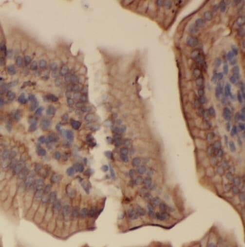 SERAC1 Antibody - BSA Free
