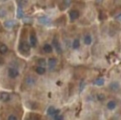 Septin-6 Antibody - BSA Free