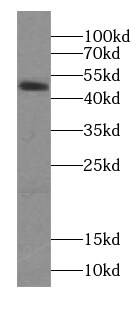 Septin-6 Antibody - BSA Free