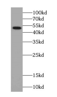 Septin-14 Antibody - BSA Free