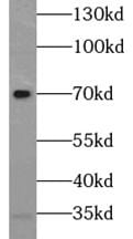 SEPN1 Antibody - BSA Free