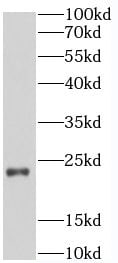 SELS Antibody - BSA Free