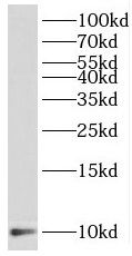 SELK Antibody - BSA Free