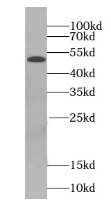 Secretogranin 3 Antibody - BSA Free