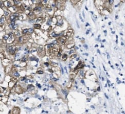 Secretogranin 3 Antibody - BSA Free