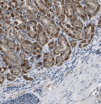 Secretin Antibody - BSA Free