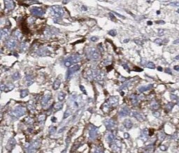 SEC61B Antibody - BSA Free