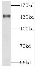 SEC31A Antibody - BSA Free