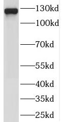 SEC23IP Antibody - BSA Free