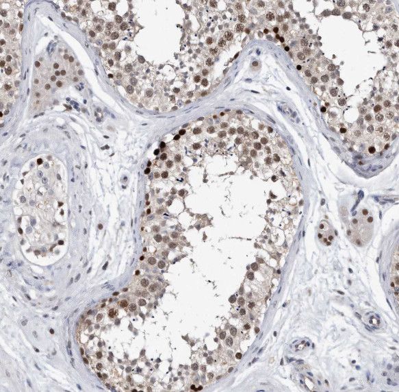 SDF2L1 Antibody - BSA Free
