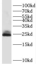 SDF2L1 Antibody - BSA Free