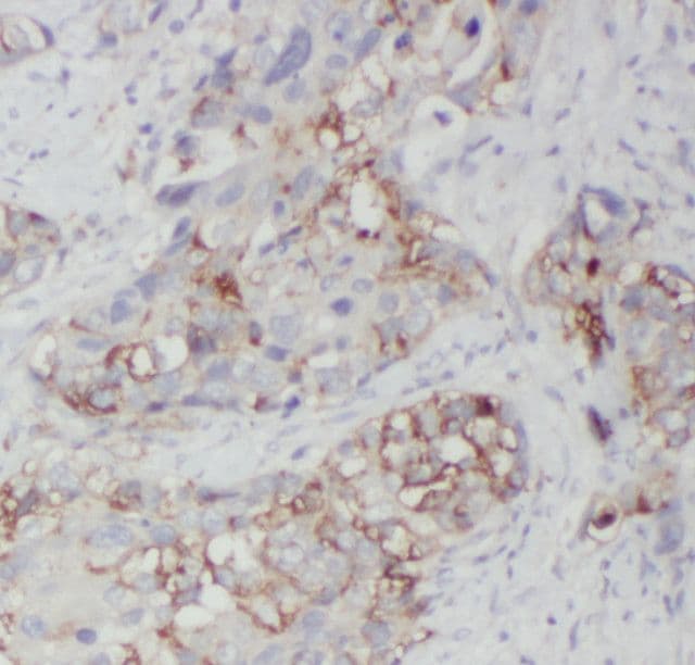 SDCG1 Antibody - BSA Free