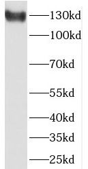 SCUBE3 Antibody - BSA Free