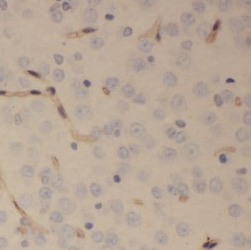 SCRG1 Antibody - BSA Free