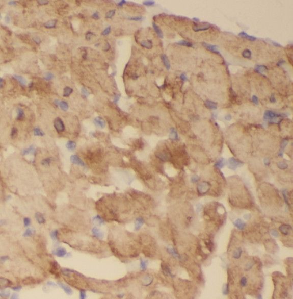 SCO2 Antibody - BSA Free