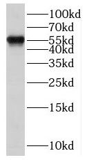 SCML4 Antibody - BSA Free