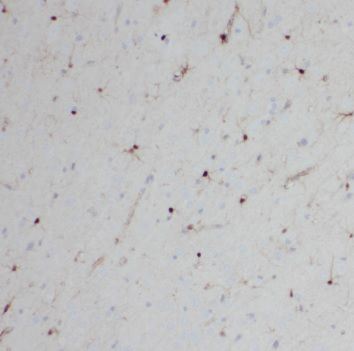 SCGBL Antibody - BSA Free