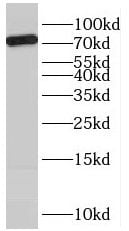 SCFD2 Antibody - BSA Free