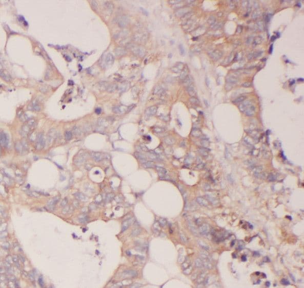 SCFD2 Antibody - BSA Free