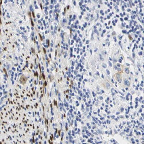 SCEL Antibody - BSA Free