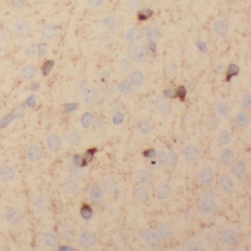 SCAMP1 Antibody - BSA Free