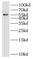 SC65 Antibody - BSA Free
