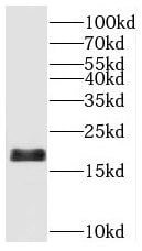 SAT2 Antibody - BSA Free