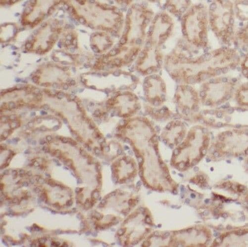 SAPS3 Antibody - BSA Free