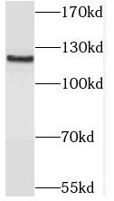 SAPS1 Antibody - BSA Free