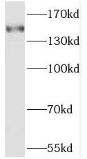 SAMD9 Antibody - BSA Free