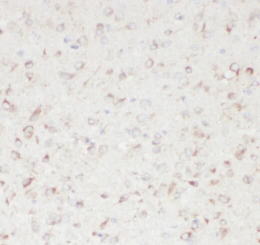 SACM1L Antibody - BSA Free